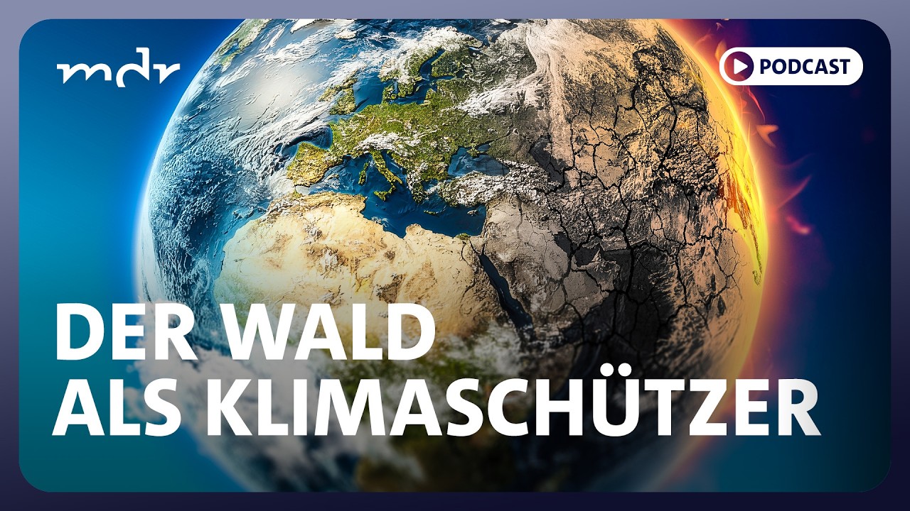 Klimaretter Wald - so können wir ihn schützen | Podcast ARD Klima Update | MDR