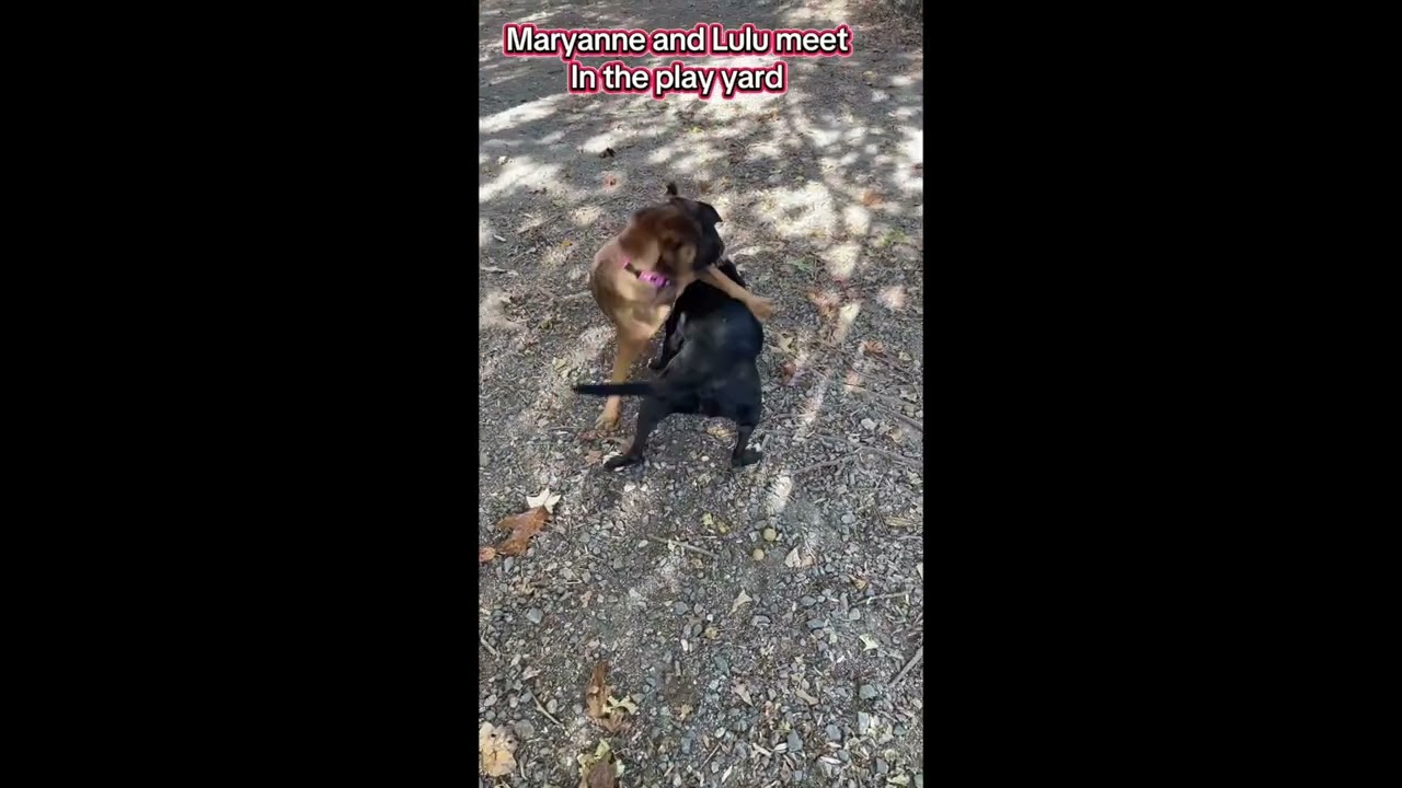 Enlarge Maryanne, a Adoptable mixed breed in Heathsville, VA video 4/4