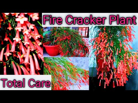 Crazy Flowering on Firecracker Plant or Russelia Equisetiformis / Coral Fountain In a Pot , care tip