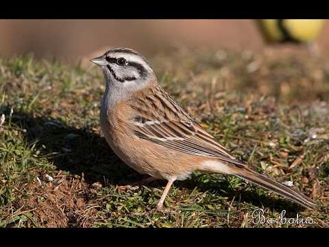 ESCRIBANO MONTESINO | ROCK BUNTING | Emberiza cia