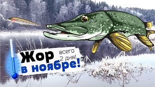 Ловля щуки перед ледоставом.
