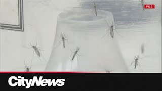 Edmontonians brace for mosquito boom after record June rainfall