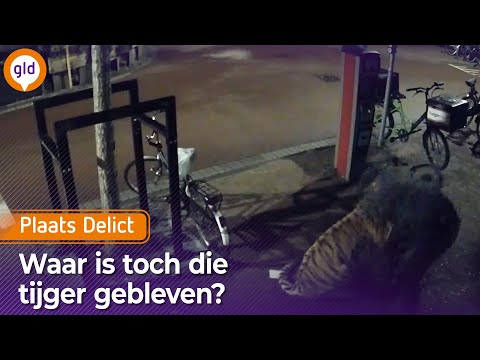 Has anyone seen a tiger? | Crime Scene