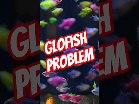 The Problem with GloFish🐠