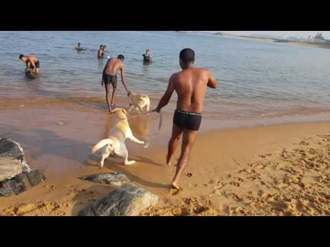 Cute dogs bathing in the beach