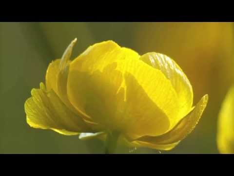 POLSKIE KWIATY - DMUCHAWCE PEŁNIKI (RYTMY NATURY W DOLINIE BARYCZY)