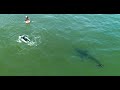 Two Kids Swim Near a Great White Shark & People May Be Fishing For White Sharks in California