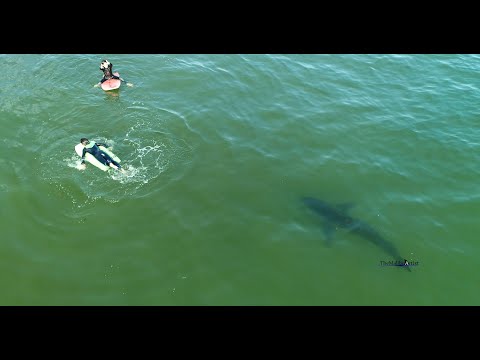 Watch This Great White Shark Get Within Feet Of Kids Swimming In Harrowing Drone Footage