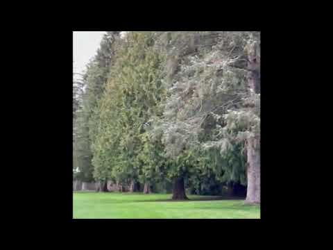 Bald Eagle Vs. Seagull On Golf Course, Who Do Ya Got?