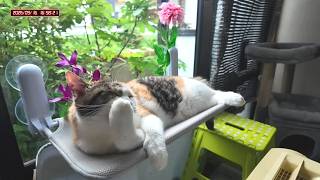 三毛猫フミちゃん  LIVE配信 #2   2026年9月16日　calico cat　(LIVE stream)