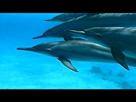 Dolphin House - Marsa Alam - Egypt
