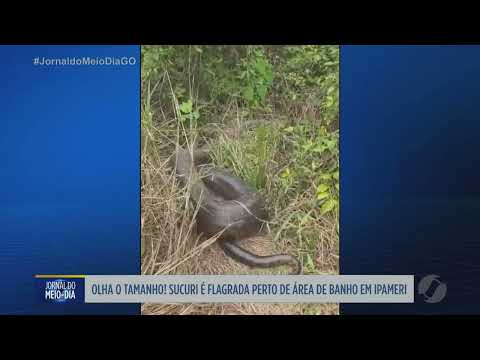 Sucuri é vista perto de área de banho em Ipameri e chama atenção