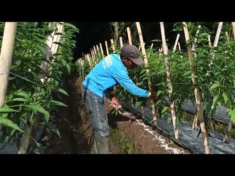 Miwil Cabai Merah Besar