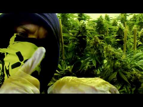 Vollbluthustler - Das Leben Mal Auf Drogen Planen (produziert von 86kiloherz)