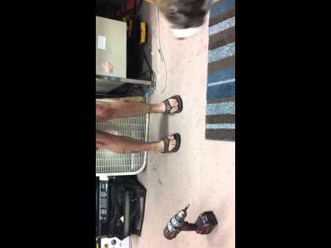 Pitbull vs. The drill