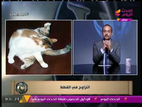 , title : '"طبيب بيطري" مع "د. أحمد صالح" | معلومات تعرض لأول مرة عن التزاوج عند القطط 5-8-2017'