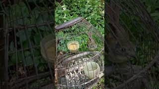 Download lagu 🔴burung pikat tledekan bambu #short || mp3