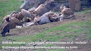 LIFE SCAVENGERS - Conservación del buitre negro