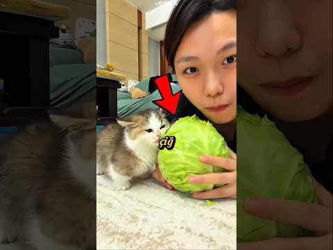Bu Kedi Her Lokmanın Kendisine Ait Olduğunu Saniyor⁉️