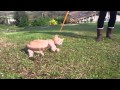 Gato Se Niega A Caminar