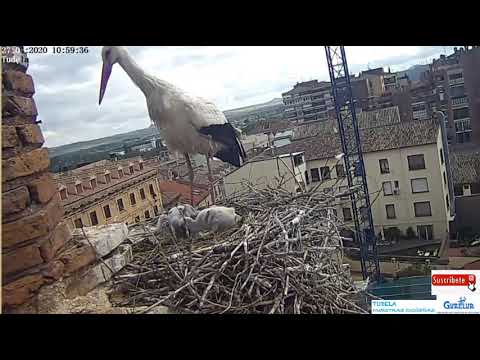 ~ White Stork Nest Tudela - Karmienie " dwojaczków " ~ Bociany Białe - Hiszpania