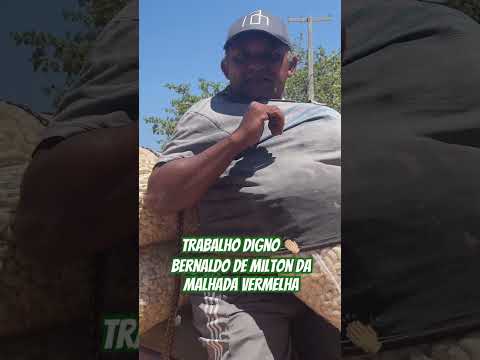 Ele raspa a castanha para um empresário de Serra do Mel RN #fy #trabalho #castanhdecaju #youtube