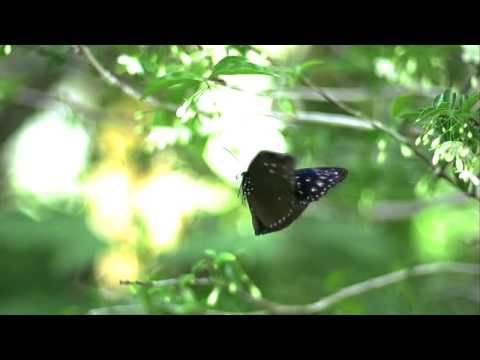 ツマムラサキマダラの飛翔　高速度