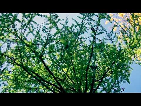 Kazuo Uehara (上原和夫) - 'Winter' (Prologue) (～冬のプロローグ)