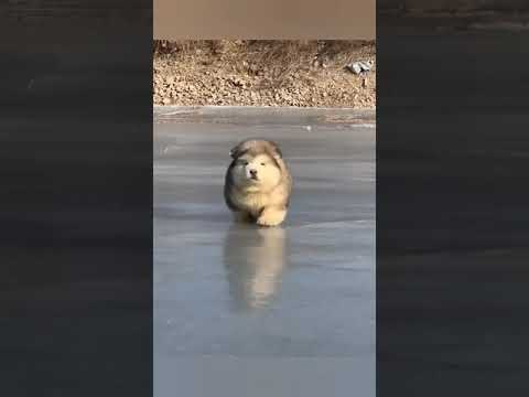 Cute dag #dog #tiktok #shorts #cute