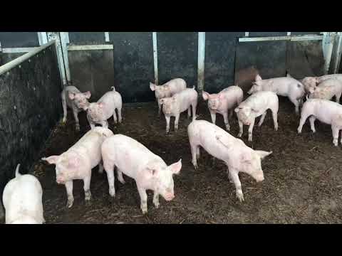 Metzgerei Birk Oppenau