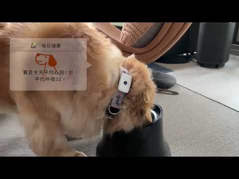 amicoipet video thumbnail
