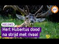 De mooiste foto's van Hubertus