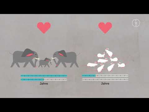 FWU - Fortpflanzungsstrategien - Trailer