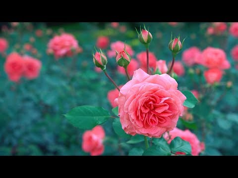 Video hình nền hoa hồng tuyệt đẹp - Beautiful rose background video (Full HD)