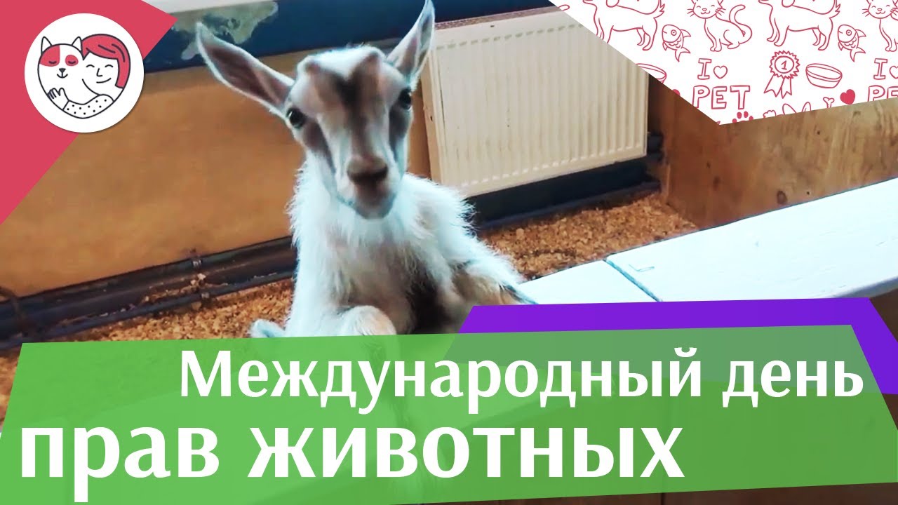 Международный день прав животных на ilikepet