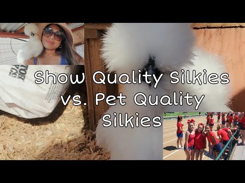Picking Up Our Show Quality Silkie Chicken Marshmallow