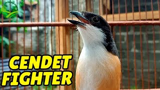 Download lagu CENDET STRESS PUN AKAN NYAUT APALAGI MASTERAN CENDET PASTI BAKAL EMOSI DIJAMIN #cendetgacor #cendet mp3