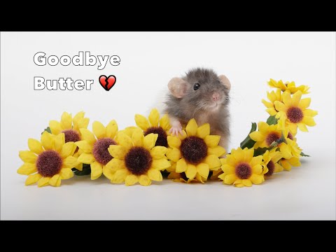 Butter has passed - Goodbye my sweet ratty bean 💔
