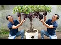 The Secret To Growing Grapes Has Been Passed Down From Our Ancestors Grapes Are Fruity And Sweet