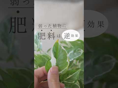 黒くなった植物の対処法は？美しい緑の葉を作るための4つの解決策!  庭園