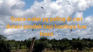 Download lagu Suara walet yang banyak di cari...durasi pendek hasil memuaskan mp3