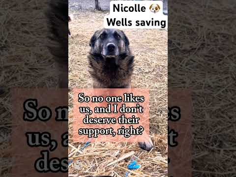 For any help consider donating link in bio to save a stray life in Los Angeles #rescuedog