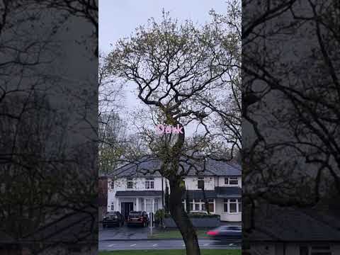 #disney #encanto #music #song #sing #travel #musicgenre #musicstyle #rumimusic