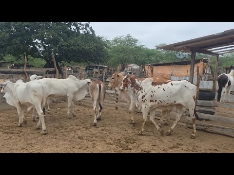 VISITANDO O CURRAL DO PARAÍBA DO GADO EM SANTA CRUZ DO CAPIBARIBE-PE 