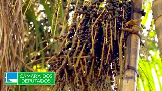 Projeto cria programa de incentivo ao cultivo e exportação do açaí - 03/07/26