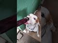 Sucking Cock