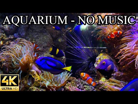 🐟 Coral Reef Aquarium Fish Tank with Water Sound   Tropical Fish, Screensaver 10 Hours