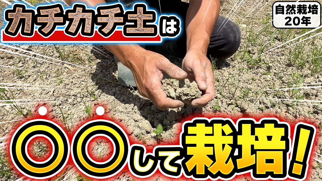 硬い粘土質の土を活かす自然栽培のコツ