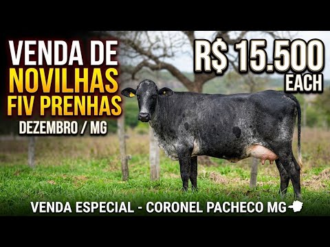 Venda de Novilhas FIV Prenhas | R$ 15.500 | Coronel Pacheco - MG