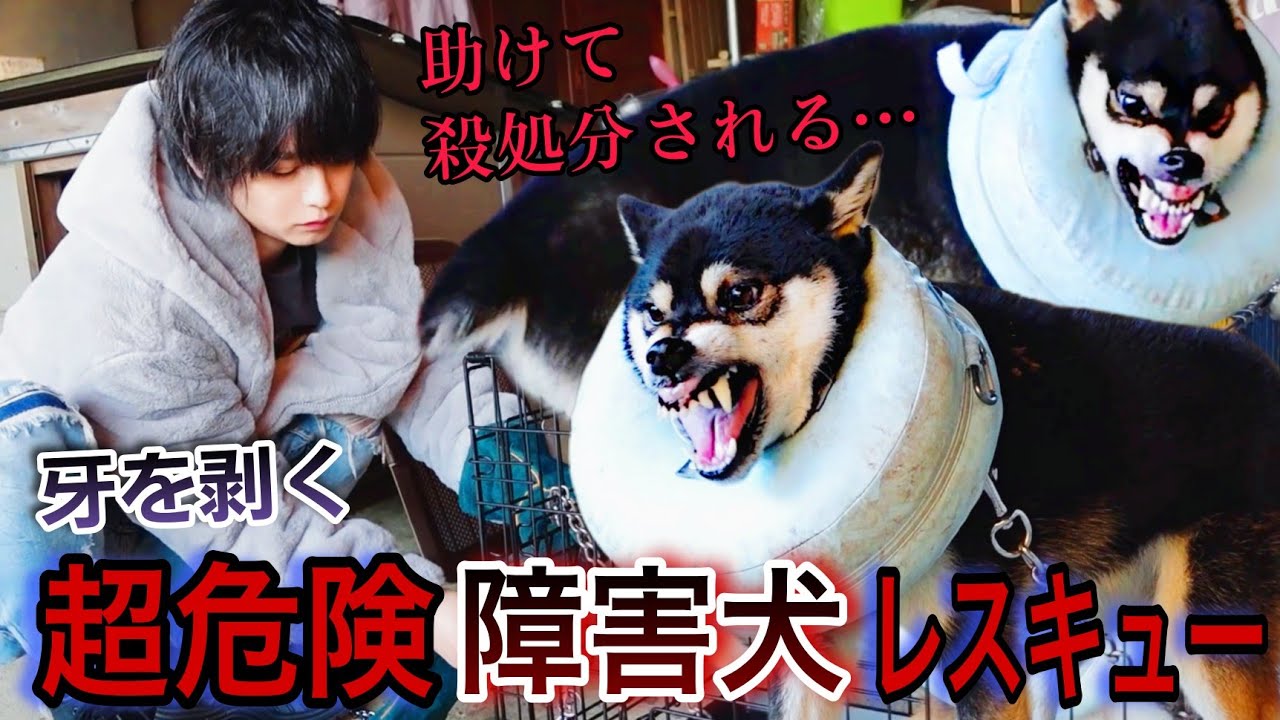 【緊急依頼】助けて...殺処分される！牙を剥く超危険な障害を持った犬を保護して欲しい…